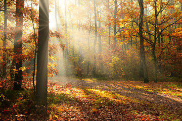 Obraz premium Beautiful morning in the autumn forest