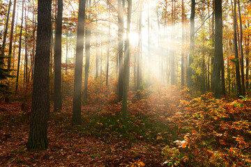 Obraz premium Beautiful morning in the autumn forest