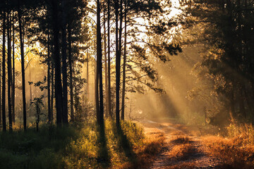 Fototapeta premium sunrise in the forest