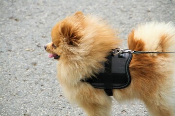 Small, brown spitz dog, on a leash, walking the dog - obrazy, fototapety, plakaty