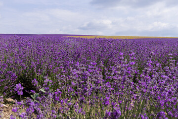 Fototapeta premium Blooming lavender in the summer. lavender blooming scented flowers.