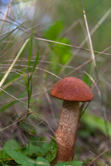 Beautiful boletus mushroom in its natural environment. White mushroom on a sunny autumn day. 