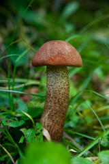 Beautiful boletus mushroom in its natural environment. White mushroom on a sunny autumn day. 
