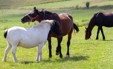 Horses on the pastures