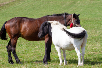 Horses in the pasture