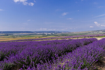 Obraz premium Blooming lavender in the summer. lavender blooming scented flowers.