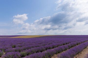 Blooming lavender in the summer. lavender blooming scented flowers.