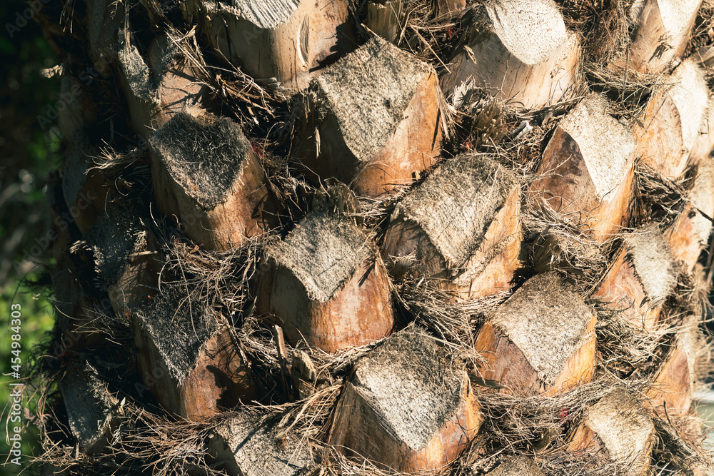 Aufkleber trunk of palm tree on white background