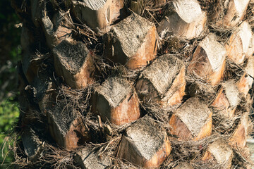 Trunk of palm tree on white background