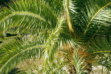 Borassus flabellifer,Sugar palm, Cambodian palm