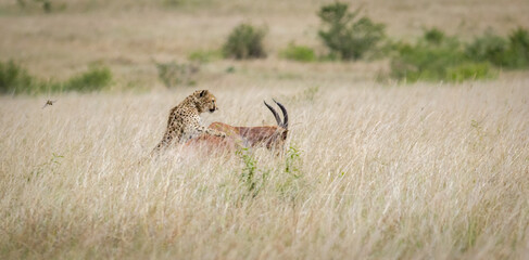The famous Tano Bora cheetahs in Masai Mara, Kenya