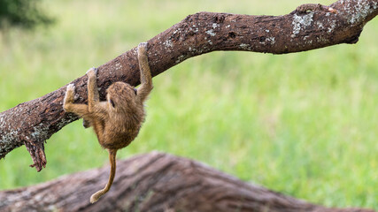 A small young baboon climbs brave and clings at a thick branch at Tarangire National Park, Tanzania, Africa.