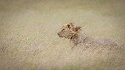 A young lion make running thru high grass in Masai Mara, Kenya