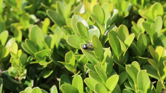 Buchsbaumz&uuml;nsler, Boxwood Borer