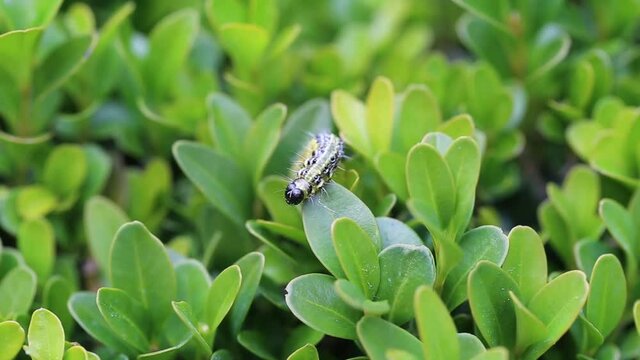 Buchsbaumz&uuml;nsler, Boxwood Borer