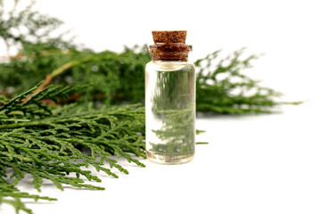 Cypress essential oil isolated on white background. Cypress oil on bottle for beauty, skin care, wellness. Alternative medicine