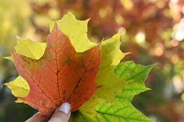 bouquet of colorful maple leaves in woman's hand in an autumn park on sunny day. Beautiful autumn background. Close-up