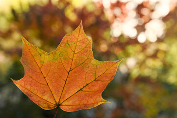 Naklejka na ściany i meble orange maple leaf in an autumn park on sunny day. Beautiful autumn background. Close-up