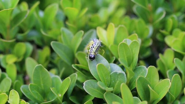 Buchsbaumz&uuml;nsler, Boxwood Borer