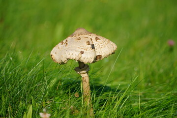 Riesenschirmpilz in einer grünen Wiese bei Sonnenschein, Gemeiner Riesenschirmling