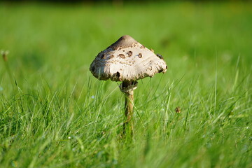 Riesenschirmpilz in einer grünen Wiese bei Sonnenschein, Gemeiner Riesenschirmling, Macrolepiota procera