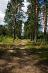 Fototapeta premium Walk along the road in a pine forest.