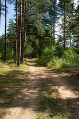 Walk along the road in a pine forest.