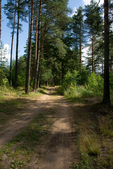 Walk along the road in a pine forest.