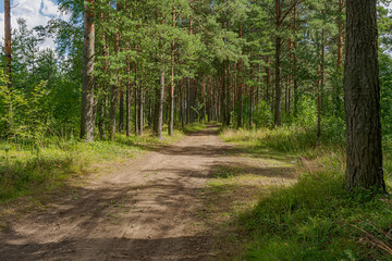 Walk along the road in a pine forest.