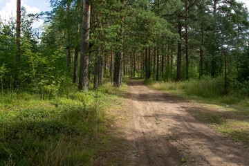 Fototapeta na wymiar Walk along the road in a pine forest.