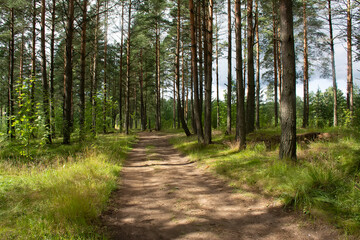 Walk along the road in a pine forest.