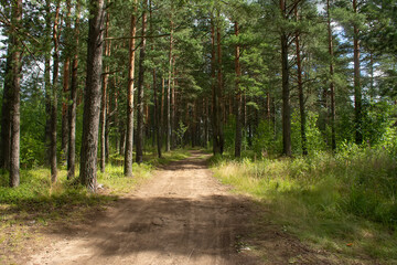 Walk along the road in a pine forest.