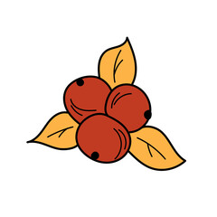 Autumn element - in simple style. Red berries and autumn leaves on a white background for design