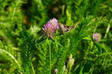 Silver Y Moth (Autographa gamma) perched on pink flower in Zurich, Switzerland