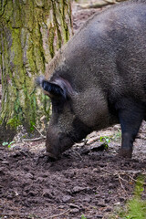 Wild boar in natural habitat ( Sus Scrofa )	