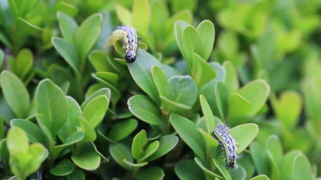 Buchsbaumz&uuml;nsler, Boxwood Borer