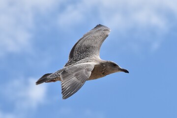 Seagull by the bay
