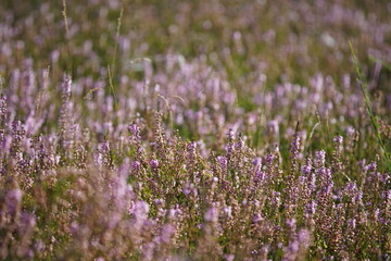 Blühende Heide in einem Naturschutzgebiet im Spätsommer, Ericaceae