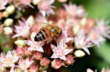 Biene auf einer zartrosa Fetthenne 