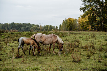 gray horses graze in the meadow. a young foal next to his mother.