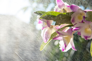 Orchids, beautiful orchids in backlight being hit by a spray of water, selective focus.