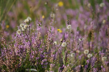 Blühende Heide in einem Naturschutzgebiet im Spätsommer, Ericaceae