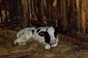 calf in the barn