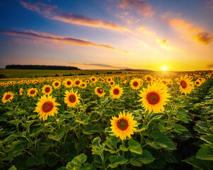 Majestic scene of vivid yellow sunflowers in the evening.