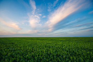 Scenic view of green rural land and cultivated fields.