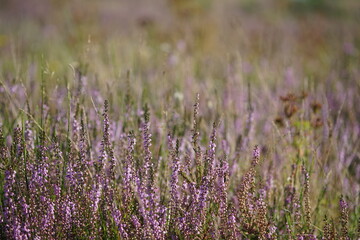 Fototapeta premium Blühende Heide in einem Naturschutzgebiet im Spätsommer, Ericaceae
