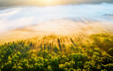 Splendid misty view of tree tops with the rays of morning light.