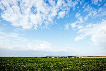 Fototapeta na wymiar Scenic view of green rural land with white fluffy clouds.