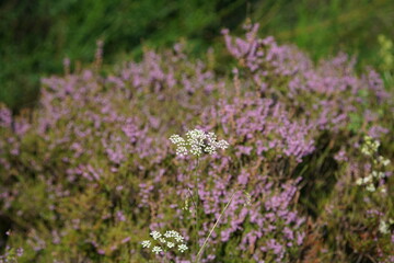 Obraz premium Blühende Heide in einem Naturschutzgebiet im Spätsommer, Ericaceae, Calluna vulgaris