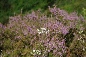 Blühende Heide in einem Naturschutzgebiet im Spätsommer, Ericaceae, Calluna vulgaris